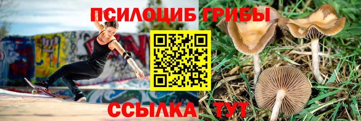 Галлюциногенные грибы Psilocybine cubensis Алексин
